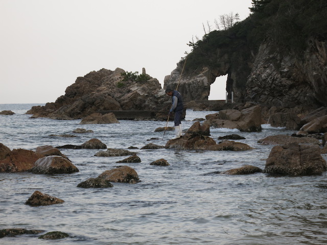 近年、浜でワカメ干しを行う漁師さんは高齢化で減りました。
